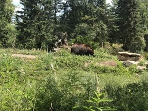 woodland park zoo woodland park zoo