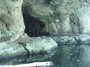 woodland park zoo woodland park zoo