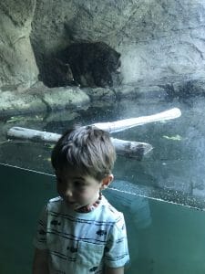 woodland park zoo woodland park zoo