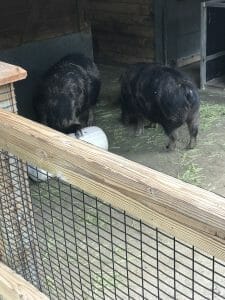 woodland park zoo woodland park zoo