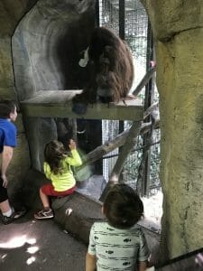 woodland park zoo woodland park zoo