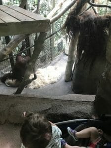 woodland park zoo woodland park zoo