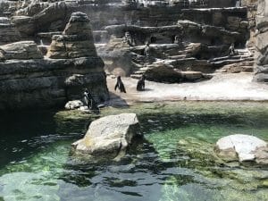 woodland park zoo woodland park zoo