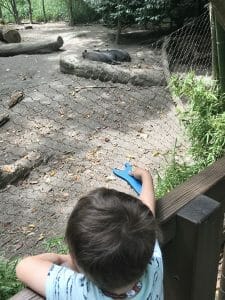 woodland park zoo woodland park zoo