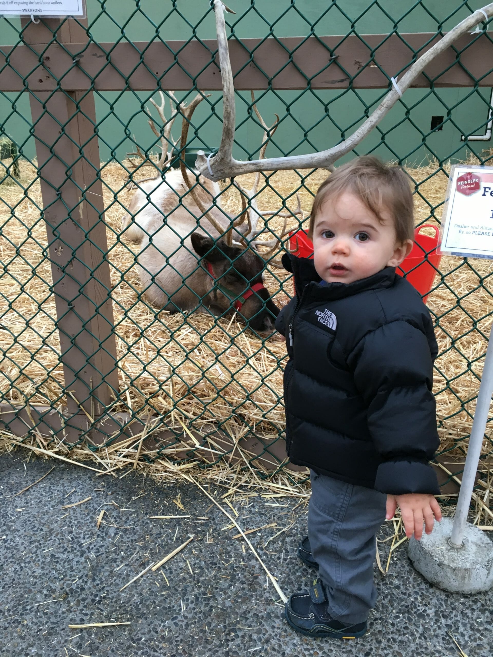 seattle reindeer seattle reindeer